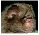 The Bats of Somalia and Neighbouring Areas