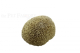 Brain Coral