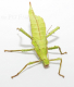 Heteropteryx dilatata - adultes Pärchen