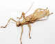 Heteropteryx dilatata - adultes Pärchen