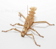 Heteropteryx dilatata - adultes Pärchen