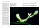 Orchideenmantiden - die Gattungen Helvia und Hymenopus