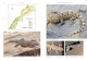 Amphibians and Reptiles of Morocco