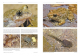 Amphibians and Reptiles of Morocco
