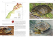 Amphibians and Reptiles of Morocco