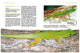 Taggeckos der Gattung Phelsuma