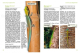 Taggeckos der Gattung Phelsuma