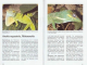 Karibische Anolis