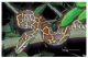 Tigerpythons