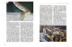 Tigerpythons
