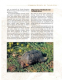 Die Breitrandschildkröte