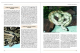 Boa constrictor