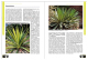Faszination Bunt - Die Welt der panaschierten Yuccas
