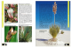 Faszination Bunt - Die Welt der panaschierten Yuccas