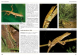 Anolis