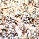 Springschwänze - BIOACTIVE Helfer