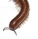 Telodeinopus aoutii