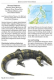 The Book of Monitor Lizards