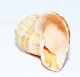 Schneckenhaus - Rapana rapiformis