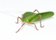 Siliquofera grandis