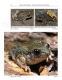 Midwife Toads The Genus Alytes