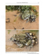 Midwife Toads The Genus Alytes