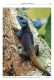 Reptiles and Amphibians of Kenya