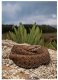 Reptiles and Amphibians of Kenya