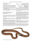 The Amphibians and Reptiles of Russia