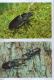Das große BLV Handbuch Insekten