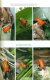 Dendrobatidae Band IV Baumsteigerfrösche Poison Frogs 2006–2012 Ecuador Panama Peru