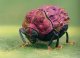 Beetles of the World