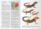 Reptiles of Ecuador - Life in the middle of the World