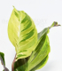 Calathea YELLOW FUSION