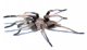 Chilobrachys dyscolus BLUE XL