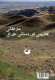 Snakes of the Kurdistan Region of Iraq