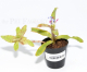Neoregelia lilliputiana