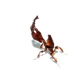 Phyllocrania paradoxa