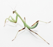 Hierodula membranacea