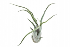 Tillandsia caput medusae