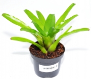 Neoregelia ajax