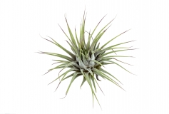 Tillandsia ionantha ionantha