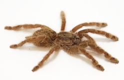 Heteroscodra maculata s