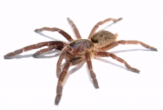 Ceratogyrus marshalli s