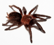 Brachypelma vagans s
