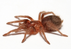 Brachypelma albopilosum s