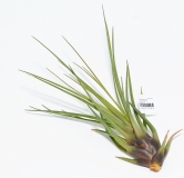 Tillandsia melanocrater