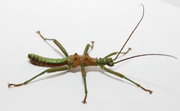 Mearnsiana bullosa