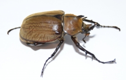 Megasoma gyas porioni