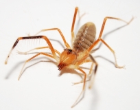 Galeodes granti